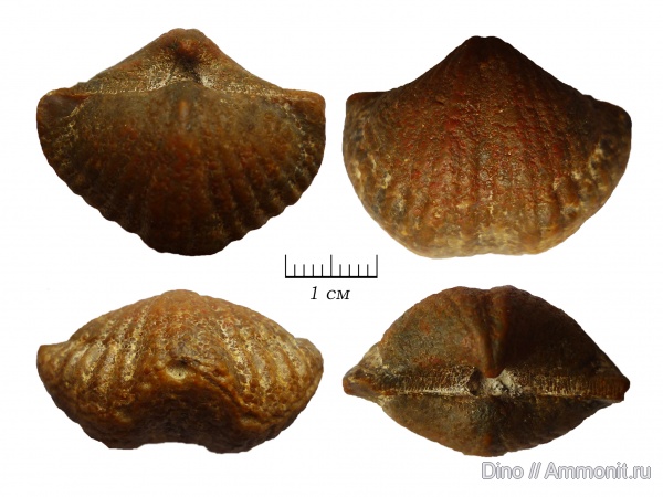 Brachythyrina, Spiriferida