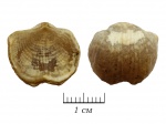 Целенькая Marginifera