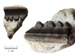 Polyrhizodus longus