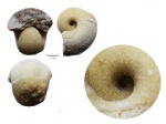 Bellerophon sp