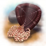 Soliclymenia paradoxa
