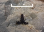 Зуб Glikmanius occidentalis (Leidy, 1859)