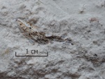 Edestodus