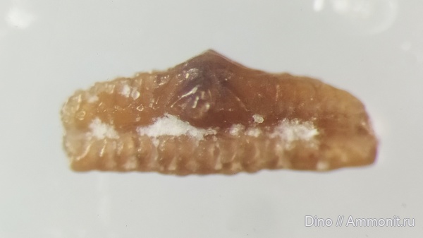 карбон, рыбы, Orodus, Orodontiformes