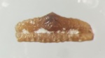 Orodus  sp.(?)