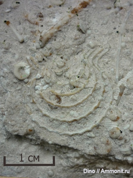 моллюски, карбон, двустворки, гребешки, Acanthopecten