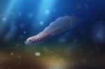 Haikouella