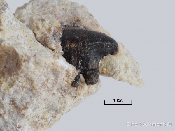 карбон, рыбы, Polyrhizodus, Polyrhizodus concavus