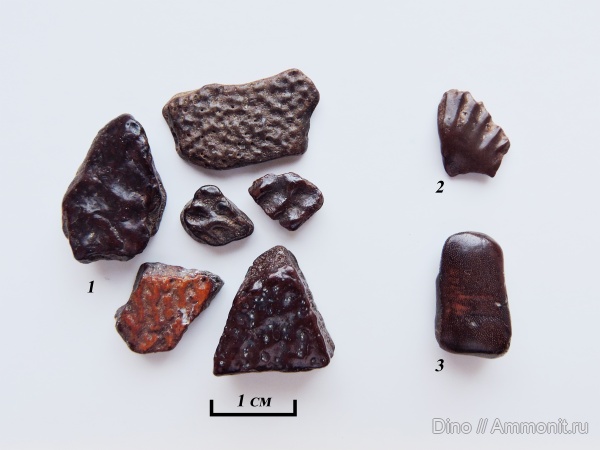 рыбы, Placodermi, Sarcopterygii, Dipnoi