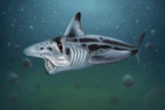 Helicoprion ferrieri