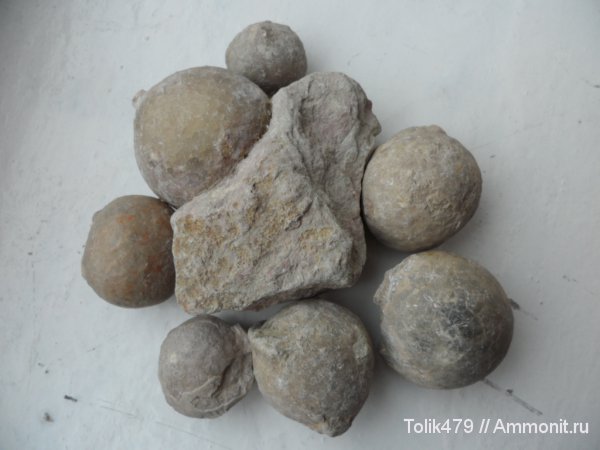 Echinosphaerites
