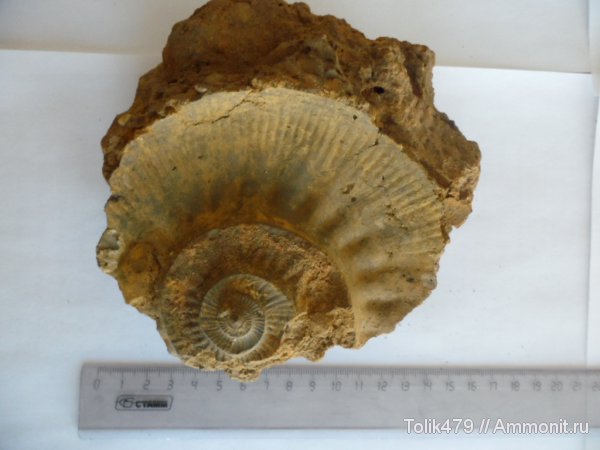 Flabellisphinctes