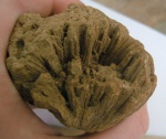 Губка Хететис (Chaetetes)