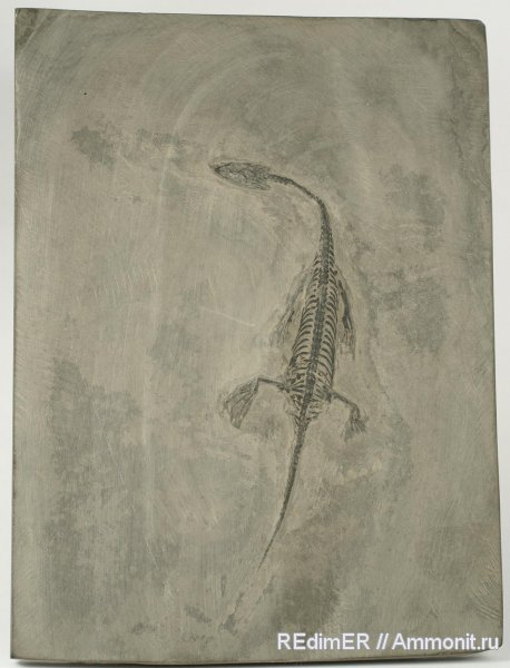 триас, Китай, Keichousaurus hui, Triassic