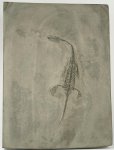 Keichousaurus hui