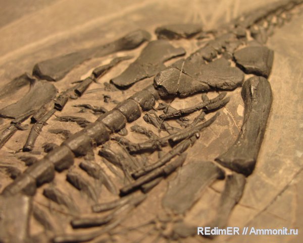 Keichousaurus hui