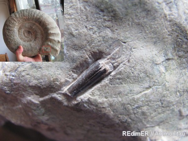 юра, зубы, акулы, Украина, Sphenodus, Закарпатье, Jurassic, teeth, sharks