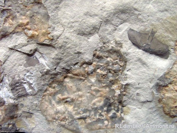 силур, ракоскорпионы, Silurian, Baltoeurypterus, Baltoeurypterus tetragonophtalmus, Смотрич, Камянец-Подольский