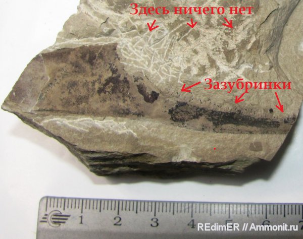 силур, Silurian, Украина, Смотрич, Камянец-Подольский, Pterigotus, клешни