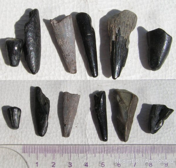 мел, палеоген, морские рептилии, Малинский карьер, Cretaceous