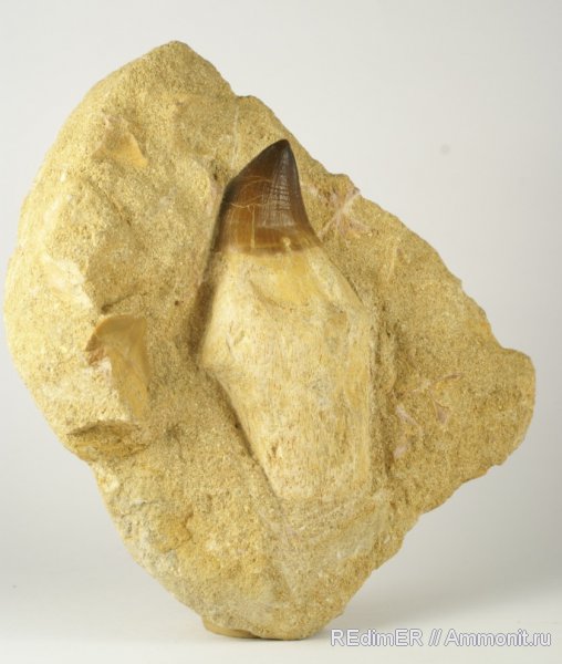 мел, зубы, мозазавры, Марокко, акулы, Сахара, маастрихт, Squalicorax, Mosasaurus beaugei, Squalicorax pristodontus, Maastrichtian, Cretaceous, teeth, sharks