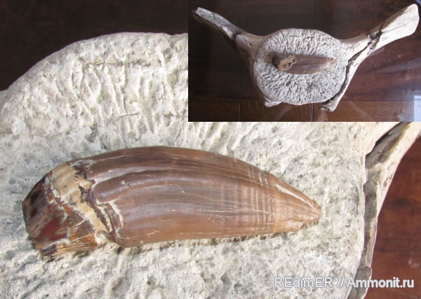 палеоген, эоцен, киты, Basilosaurus, Zeuglodon, Кременчуг