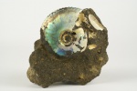 Craspedites cf. jugensis?