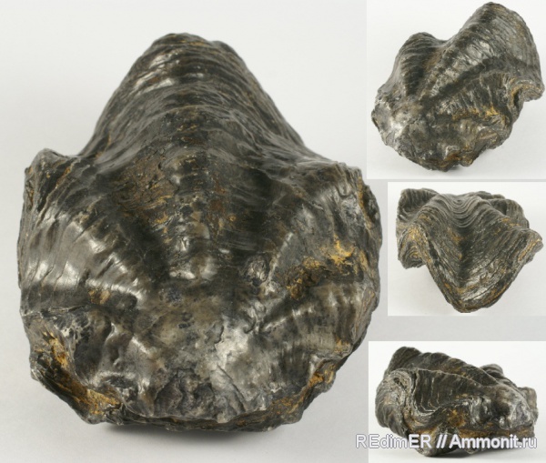 мел, Перу, устрицы, Ostrea, Cretaceous