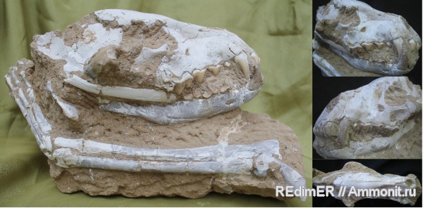 Китай, миоцен, гиены, Ictitherium
