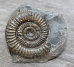 Dactylioceras sp. в породе