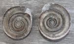 Dactylioceras sp. в конкреции