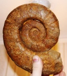 Гетероморф Crioceratites?