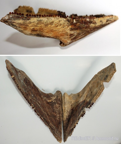 рыбы, зубы, эоцен, Казахстан, Мангышлак, Cybium, макрель, fish, teeth