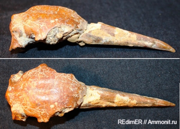 птицы, плиоцен, Чили, Cormorant