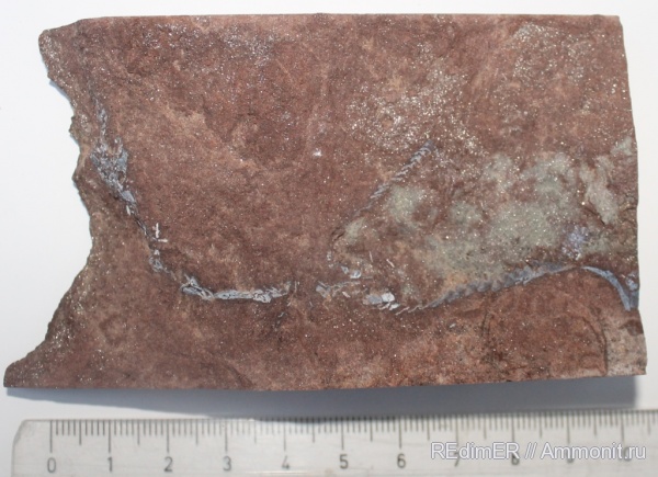 девон, Devonian, Украина, цефаласпиды