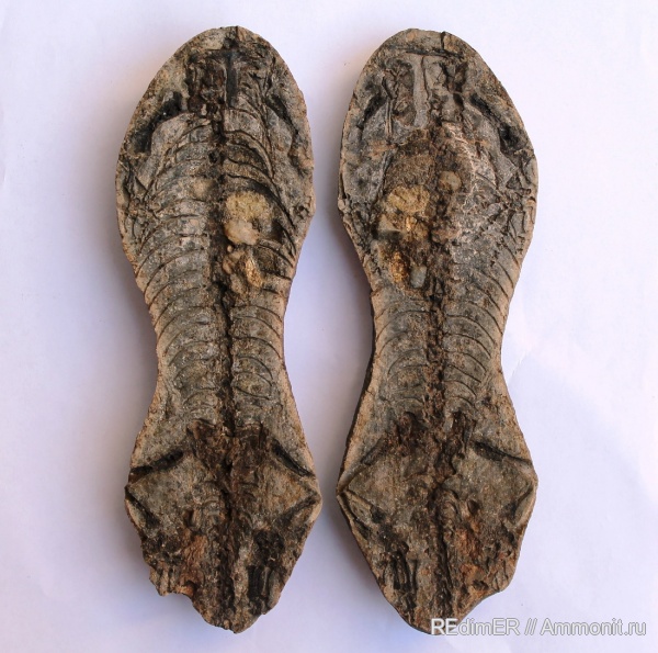 рептилии, Barasaurus besairiei, Barasaurus, гастролиты