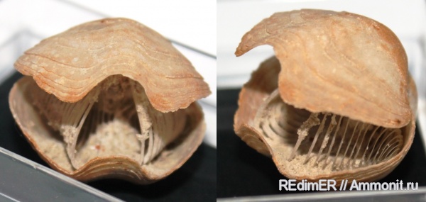 брахиоподы, юра, Франция, Spiriferina, ручной аппарат, Spiriferina pinguii, Jurassic, brachiopod lophophore