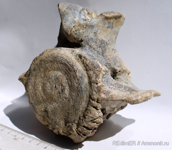 неоген, киты, Керчь, Cetotherium, сармат, Тобечик