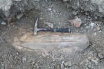 Челюсть кита in situ