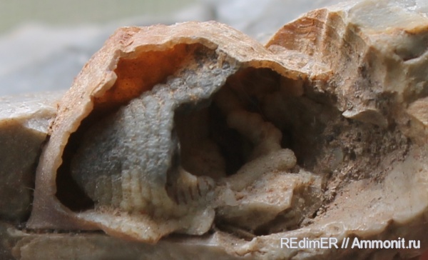 брахиоподы, ручной аппарат, brachiopod lophophore