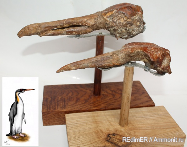 пингвины, плиоцен, Чили, Pygoscelis grandis, Pygoscelis, Phalacrocorax, бакланы