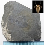 Членистоногие из сланцев Берджесс (Burgess Shale)