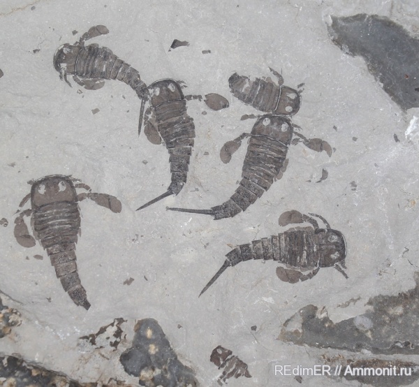 силур, ракоскорпионы, эвриптериды, Silurian, Украина, Eurypterus, Baltoeurypterus, Eurypterus tetragonophtalmus, tetragonophtalmus, Смотрич, Камянец-Подольский