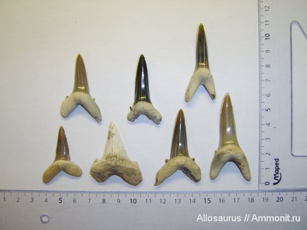 зубы, Казахстан, зубы акул, teeth, shark teeth