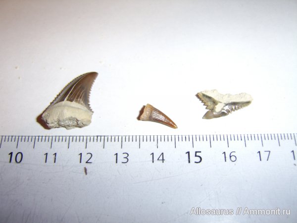зубы, Казахстан, зубы акул, Carcharocles, teeth, shark teeth