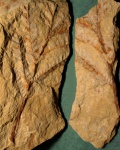 Голосеменные.  рахифиллум Rhachiphyllum wangenheimii