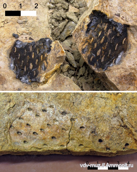 пермь, плауновидные, Signacularia noinskii, Signacularia, Permian