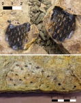 плауновидное. сигнакулария Signacularia noinskii