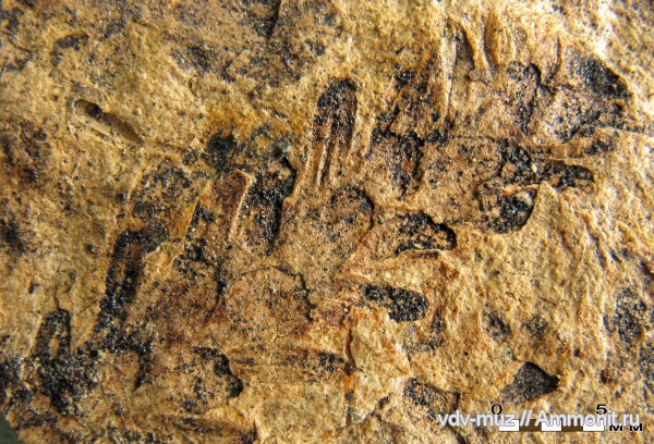пермь, голосеменные, хвойные, Permian