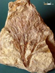 псигмофиллум Psygmophyllum cf. cuneifolium